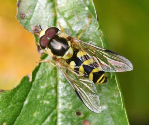 Dasysyrphus albostriatus